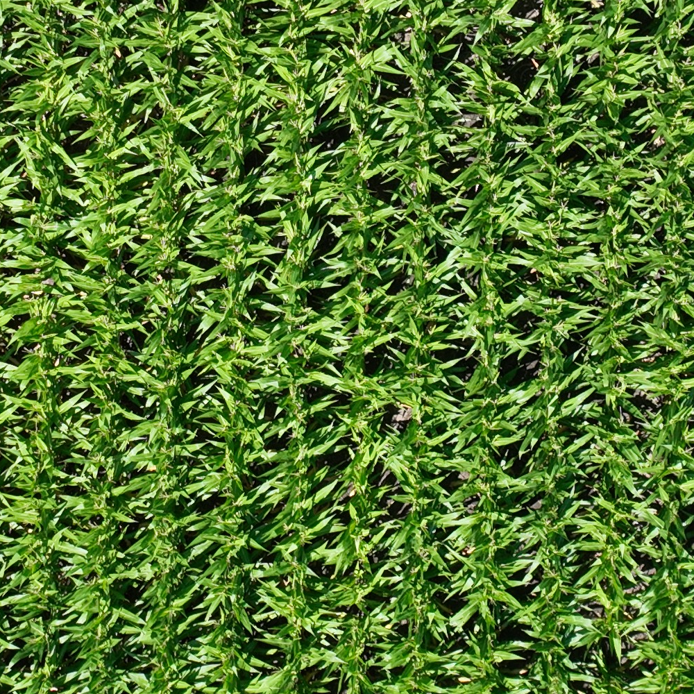 Overhead image of planted corn rows