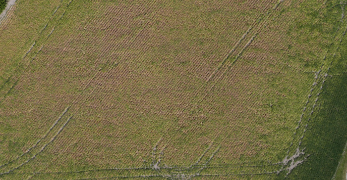 Overhead drone map of a corn field.